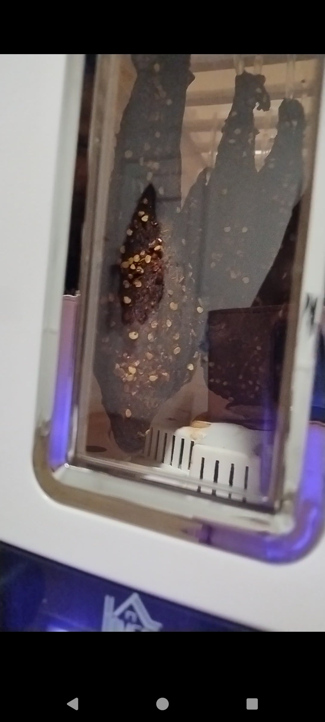 Biltong dehydration machine